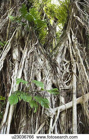 Stock Photograph - Gnarly textured tree in Australia. Fotosearch