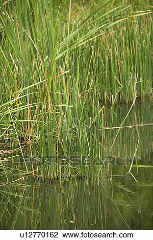 Stock Image - Grasses growing by water, Australia.. Fotosearch