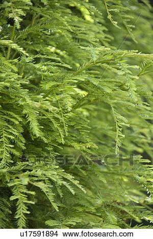 Picture - Green growth on the side of a California Redwood Sequoia.. Fotosearch