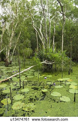 Green water with lilies and forest, Australia View Large Photo Image Stock Image - Green water with lilies and forest, Australia. Fotosearch