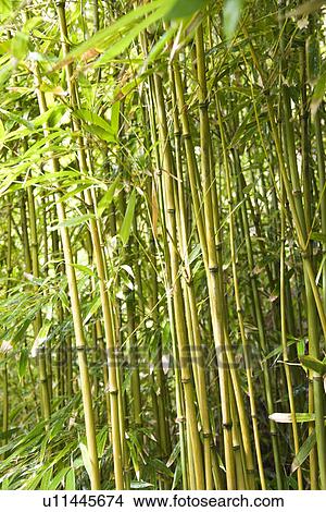 Group of bamboo stalks. View Large Photo Image Picture - Group of bamboo stalks. . Fotosearch