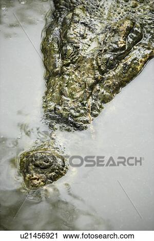 Head of crocodile swimming in water in Australia View Large Photo Image Stock Image - Head of crocodile swimming in water in Australia. Fotosearch