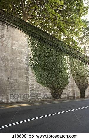 Ivy plants climbing up cement wall along roadside in Sydney, Australia View Large Photo Image Stock Photography - Ivy plants climbing up cement wall along roadside in Sydney, Australia. Fotosearch