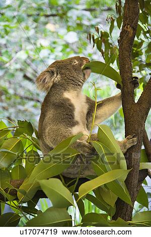 Koala in tree eating eucalyptus leaves in Australia. View Large Photo Image Stock Photo - Koala in tree eating eucalyptus leaves in Australia.. Fotosearch