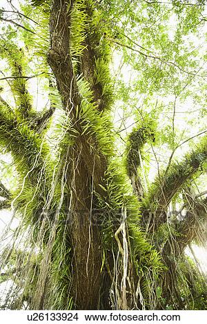 Large tree covered with vines and green leafy air plants View Large Photo Image Picture - Large tree covered with vines and green leafy air plants. Fotosearch