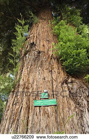 Stock Photo - Low angle of a California Redwood Sequoia with sign. Fotosearch