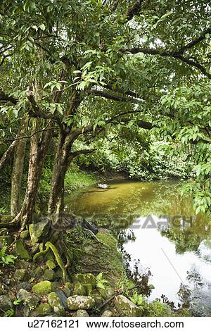 Lush Australia landscape with tree and water View Large Photo Image Stock Image - Lush Australia landscape with tree and water. Fotosearch
