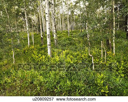 Lush forest with Aspen trees. View Large Photo Image Stock Photo - Lush forest with Aspen trees.. Fotosearch