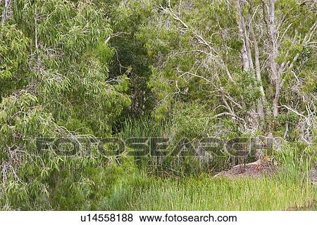 Lush opening in forest in Australia View Large Photo Image Stock Photo - Lush opening in forest in Australia. Fotosearch