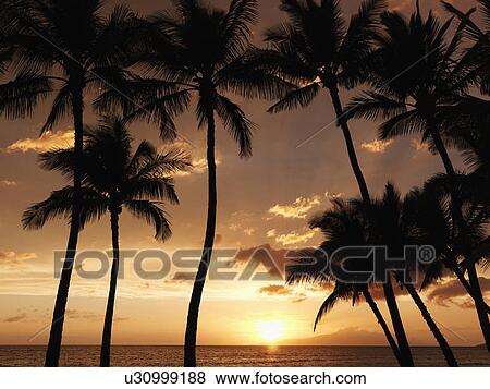 Maui, Hawaii sunset framed by silhouetted palm trees View Large Photo Image Stock Photo - Maui, Hawaii sunset framed by silhouetted palm trees. Fotosearch
