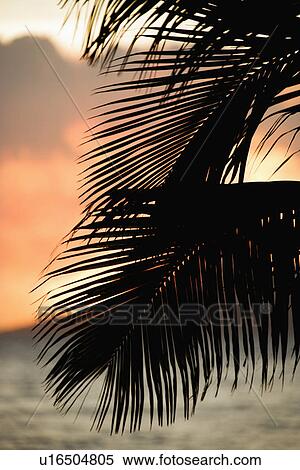 Palm leaves silhouetted against sunset and ocean on Maui, Hawaii. View Large Photo Image Stock Photography - Palm leaves silhouetted against sunset and ocean on Maui, Hawaii.. Fotosearch