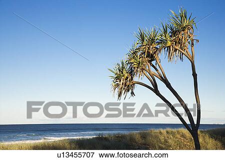 Palm tree on beach on Surfers Paradise, Australia. View Large Photo Image Stock Photo - Palm tree on beach on Surfers Paradise, Australia.. Fotosearch