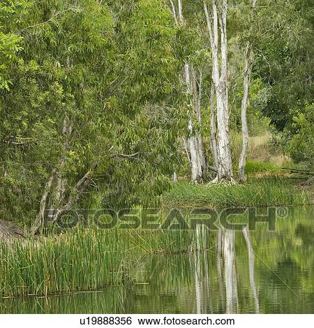 Plants and trees growing by side of water in Australia View Large Photo Image Stock Photograph - Plants and trees growing by side of water in Australia. Fotosearch