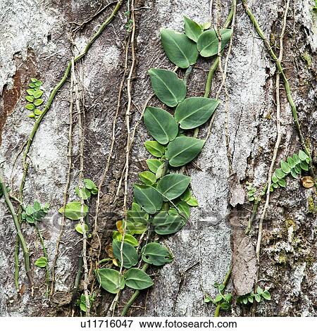 Stock Photo - Plants and vines attached to tree bark in Daintree Rainforest, Australia. Fotosearch