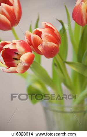 Picture - Red and yellow tulips in vase. Fotosearch