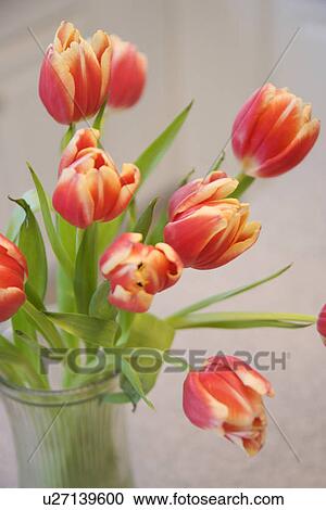 Red and yellow tulips in vase View Large Photo Image Stock Image - Red and yellow tulips in vase. Fotosearch