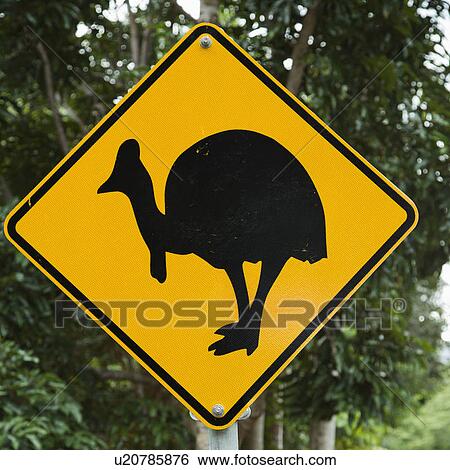 Road sign for cassowary bird crossing in forest. View Large Photo Image Stock Photograph - Road sign for cassowary bird crossing in forest.. Fotosearch