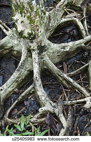 Roots of tree spreading out in wet ground in Daintree Rainforest, Australia View Large Photo Image Stock Image - Roots of tree spreading out in wet ground in Daintree Rainforest, Australia. Fotosearch