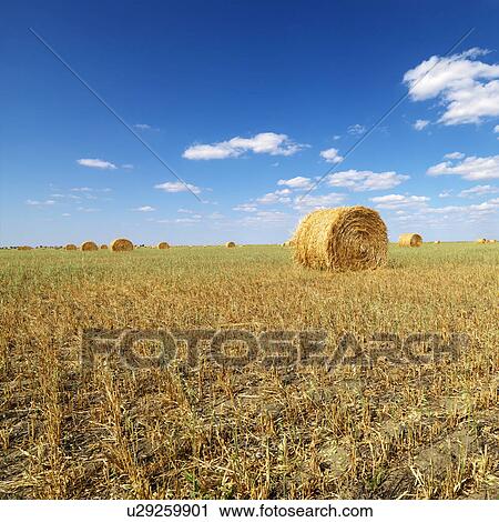 Rural field with circular hay bales. View Large Photo Image Stock Image - Rural field with circular hay bales.. Fotosearch