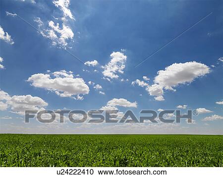 Stock Image - Scenic green agricultural field. Fotosearch