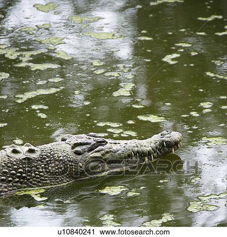 Stock Image - Side view of crocodile swimming in water in Australia.. Fotosearch