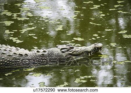 Side view of crocodile swimming in water in Australia View Large Photo Image Stock Image - Side view of crocodile swimming in water in Australia. Fotosearch