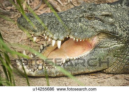 Stock Photograph - Side view of head of crocodile with open mouth, Australia. Fotosearch