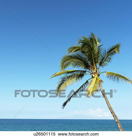Single palm tree blowing in breeze with ocean view in Maui, Hawaii. View Large Photo Image Stock Photography - Single palm tree blowing in breeze with ocean view in Maui, Hawaii.. Fotosearch