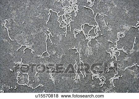 Stock Photo - Squiggly lines in sand in Daintree Rainforest, Australia.. Fotosearch