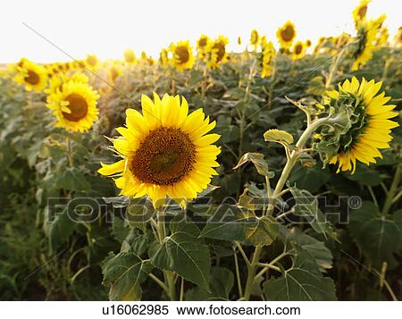 Sunflowers in a field. View Large Photo Image Stock Photography - Sunflowers in a field.. Fotosearch