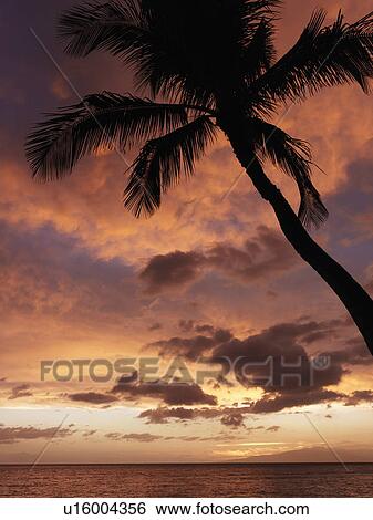 Sunset and palm tree by the Pacific Ocean in Maui Hawaii View Large Photo Image Stock Photograph - Sunset and palm tree by the Pacific Ocean in Maui Hawaii. Fotosearch