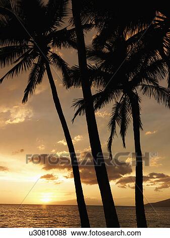 Sunset and palm trees by the Pacific Ocean in Maui Hawaii View Large Photo Image Stock Photo - Sunset and palm trees by the Pacific Ocean in Maui Hawaii. Fotosearch