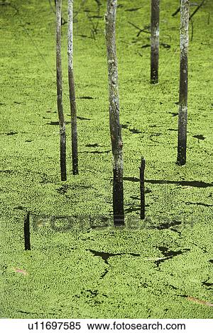 Swamp with trees growing in water and plants, Australia. View Large Photo Image Stock Photography - Swamp with trees growing in water and plants, Australia.. Fotosearch
