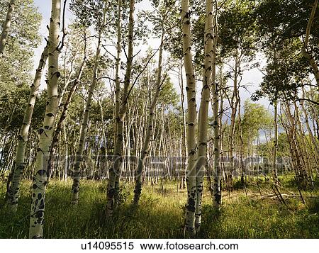 Stock Photography - Tall Aspen tress growing in forest.. Fotosearch