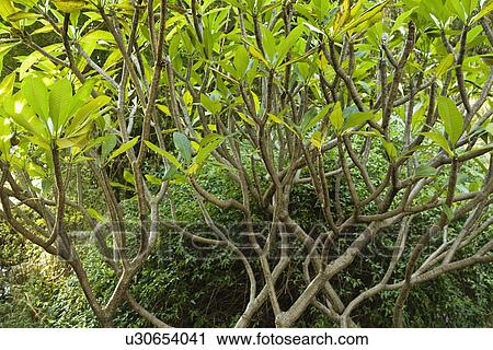 Tree and bushes in Australia View Large Photo Image Stock Image - Tree and bushes in Australia. Fotosearch