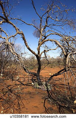Stock Image - Tree growing in red dirt in rural Australian outback.. Fotosearch