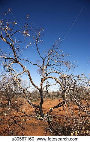 Tree growing in red dirt in rural Australian outback. View Large Photo Image Stock Image - Tree growing in red dirt in rural Australian outback.. Fotosearch