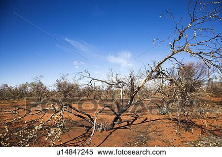 Tree growing in red dirt in rural Australian outback View Large Photo Image Stock Photography - Tree growing in red dirt in rural Australian outback. Fotosearch