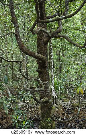 Tree with many low branches in Daintree Rainforest, Australia. View Large Photo Image Stock Photo - Tree with many low branches in Daintree Rainforest, Australia.. Fotosearch