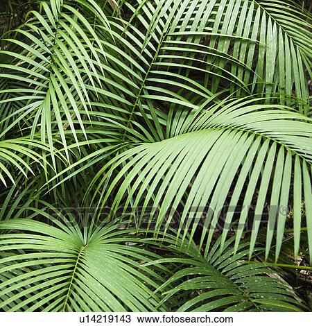 Stock Image - Tropical plant fronts in Daintree Rainforest, Australia. Fotosearch