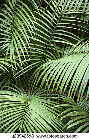 Stock Photo - Tropical plant fronts in Daintree Rainforest, Australia.. Fotosearch