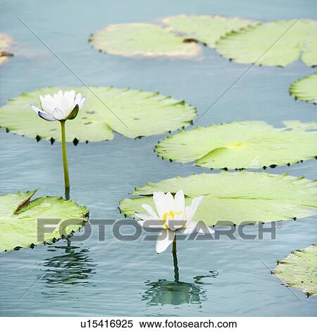 Water lilies floating in water with white blossoms. View Large Photo Image Stock Photography - Water lilies floating in water with white blossoms.. Fotosearch