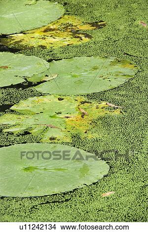 Picture - Water lily pads, Australia. Fotosearch