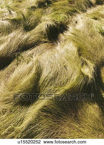 Wavy grass texture View Large Photo Image Stock Image - Wavy grass texture. Fotosearch