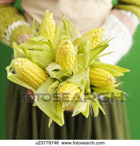 Woman holding bouquet of ears of corn. View Large Photo Image Stock Photograph - Woman holding bouquet of ears of corn.. Fotosearch