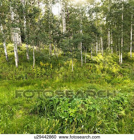 Wooded area with foliage and Aspen trees View Large Photo Image Stock Image - Wooded area with foliage and Aspen trees. Fotosearch