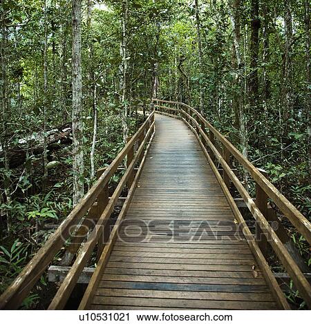 Wooden boardwalk through forest in Daintree Rainforest, Australia. View Large Photo Image Stock Image - Wooden boardwalk through forest in Daintree Rainforest, Australia.. Fotosearch