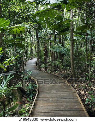 Wooden boardwalk through forest in Daintree Rainforest, Australia View Large Photo Image Stock Image - Wooden boardwalk through forest in Daintree Rainforest, Australia. Fotosearch