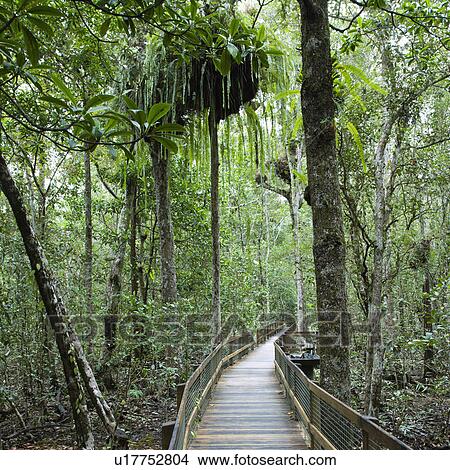 Wooden walkway in Daintree Rainforest, Australia. View Large Photo Image Picture - Wooden walkway in Daintree Rainforest, Australia.. Fotosearch
