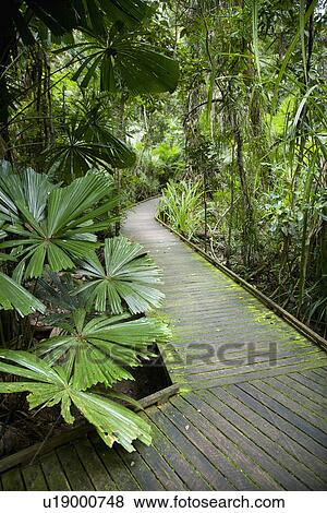 Wooden walkway through lush plants in Daintree Rainforest, Australia View Large Photo Image Stock Photo - Wooden walkway through lush plants in Daintree Rainforest, Australia. Fotosearch